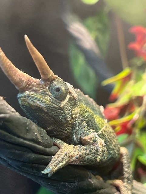 Reptile Merchandise | Virginia Beach, VA