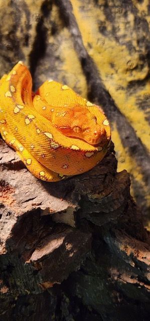 Yellow snake