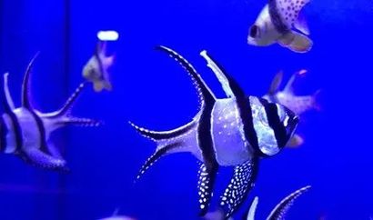 Saltwater Fish, Aquariums Unlimited LLC