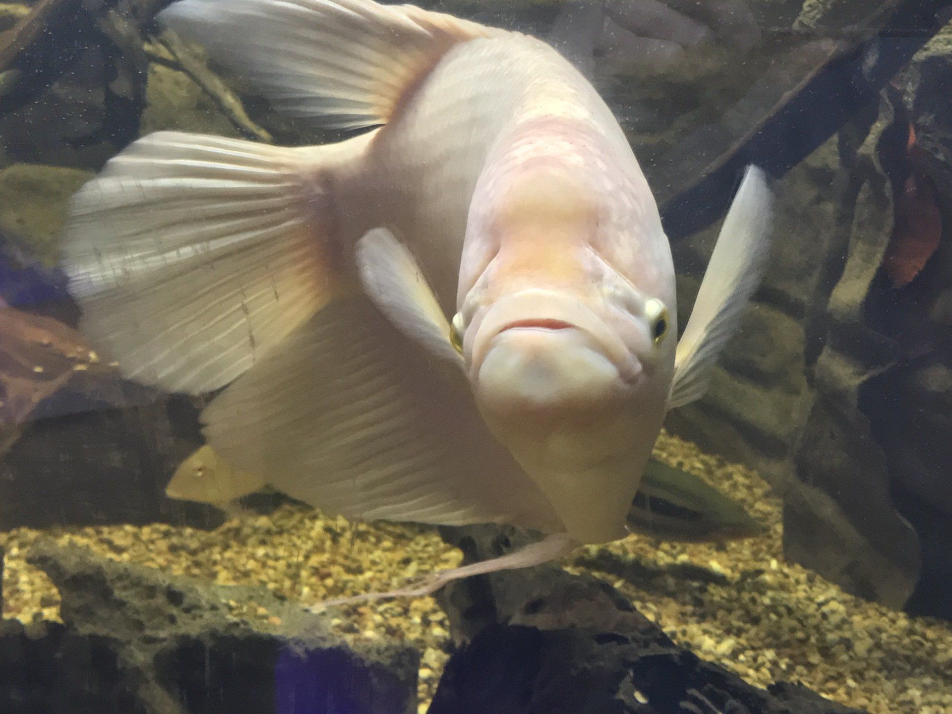 Aquatic Fresh Water Fish