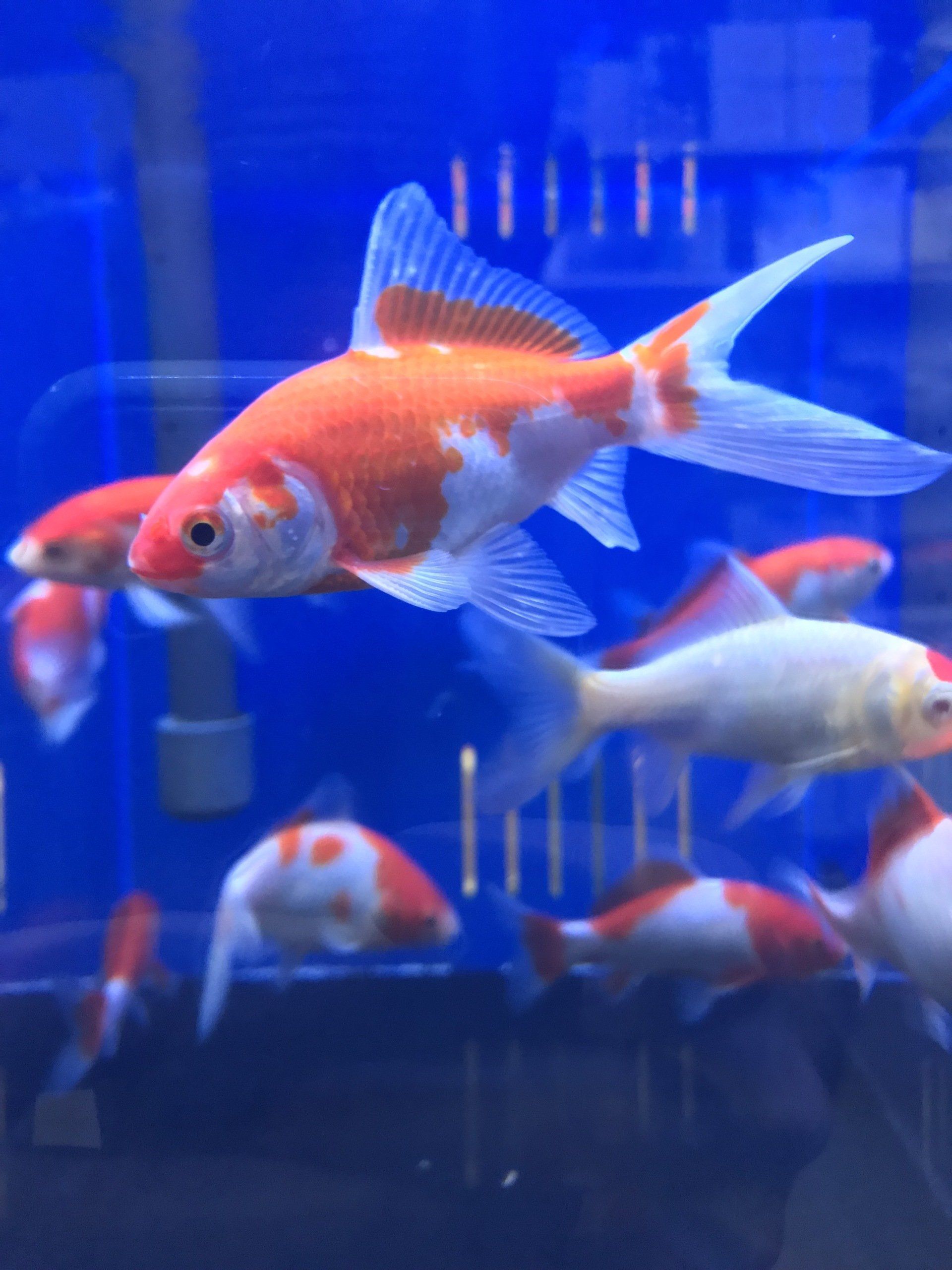 Aquatic Fresh Water Fish