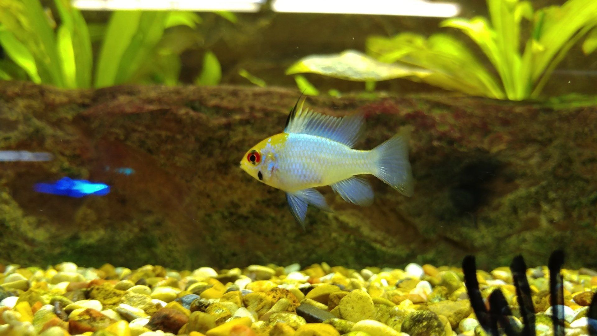 Aquatic Fresh Water Fish