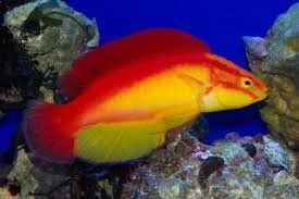 Aquatic Salt Water Fish