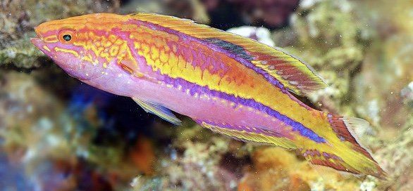 Aquatic Salt Water Fish