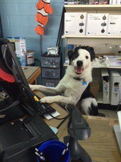 Dog Typing The Keyboard