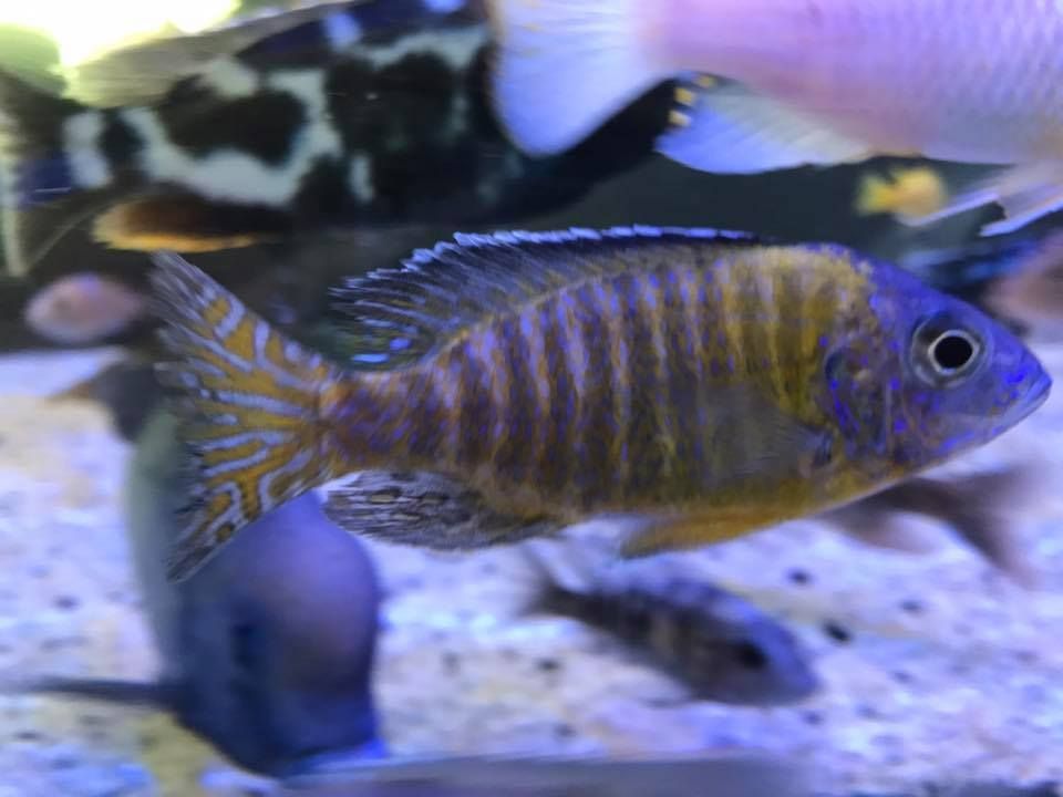 Aquarium fish