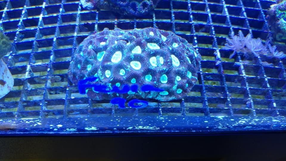 Gallery Aquariums Unlimited LLC