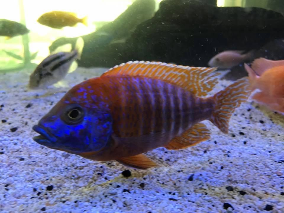 Aquarium Fish