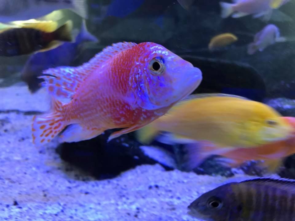 Aquarium Fish