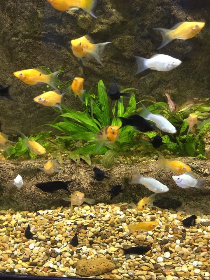 Fishes in Aquarium