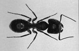 Carpenter Ant