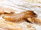 Drywood Termite