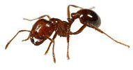 fire ant