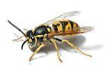 Wasp