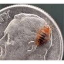 bedbug