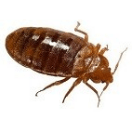 bedbug