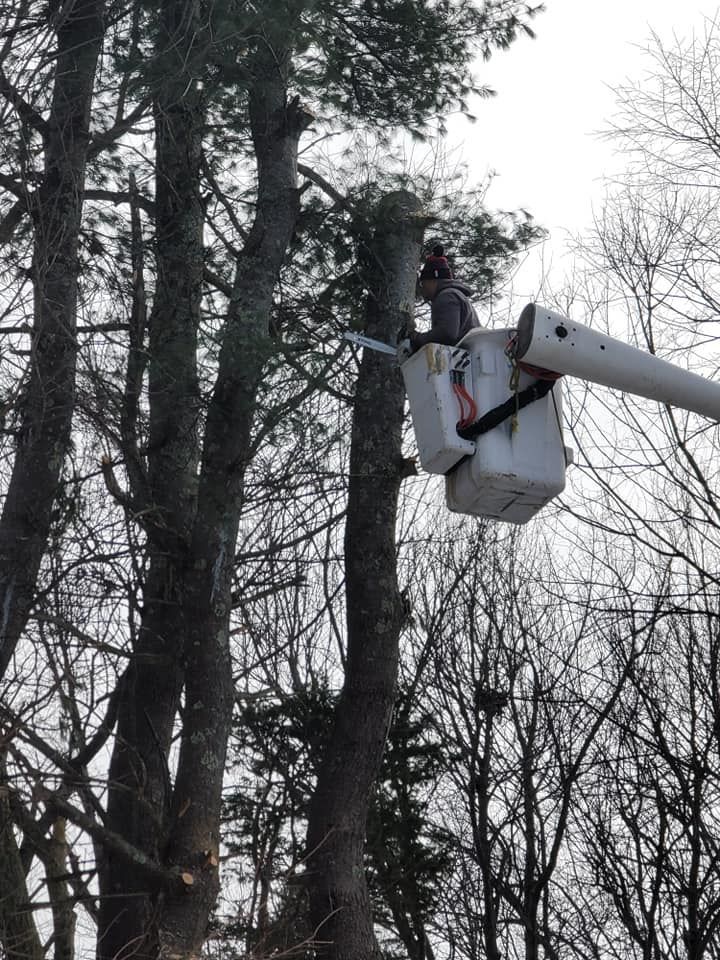 Person in a bucket lift trimming a tall tree's branches. Outdoor setting.