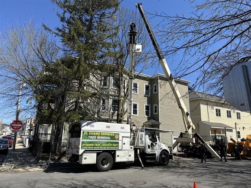 Truck with crane removing a tree next to a building on a street. Clear, sunny day.