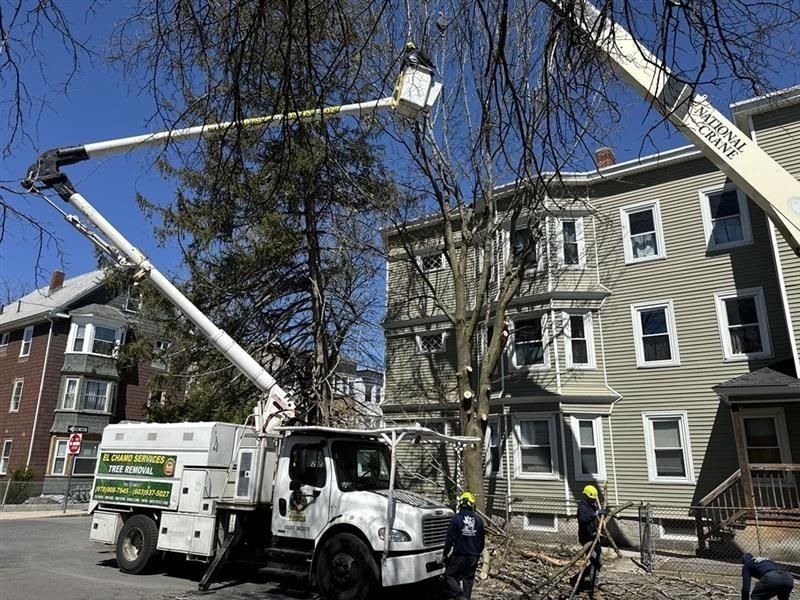 Tree service truck with two aerial lifts trimming a tree in front of a multi-story building.