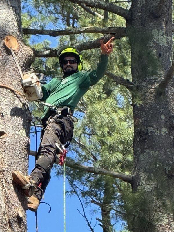 Arborist in green shirt and helmet, pointing, holding chainsaw while suspended in a tree.