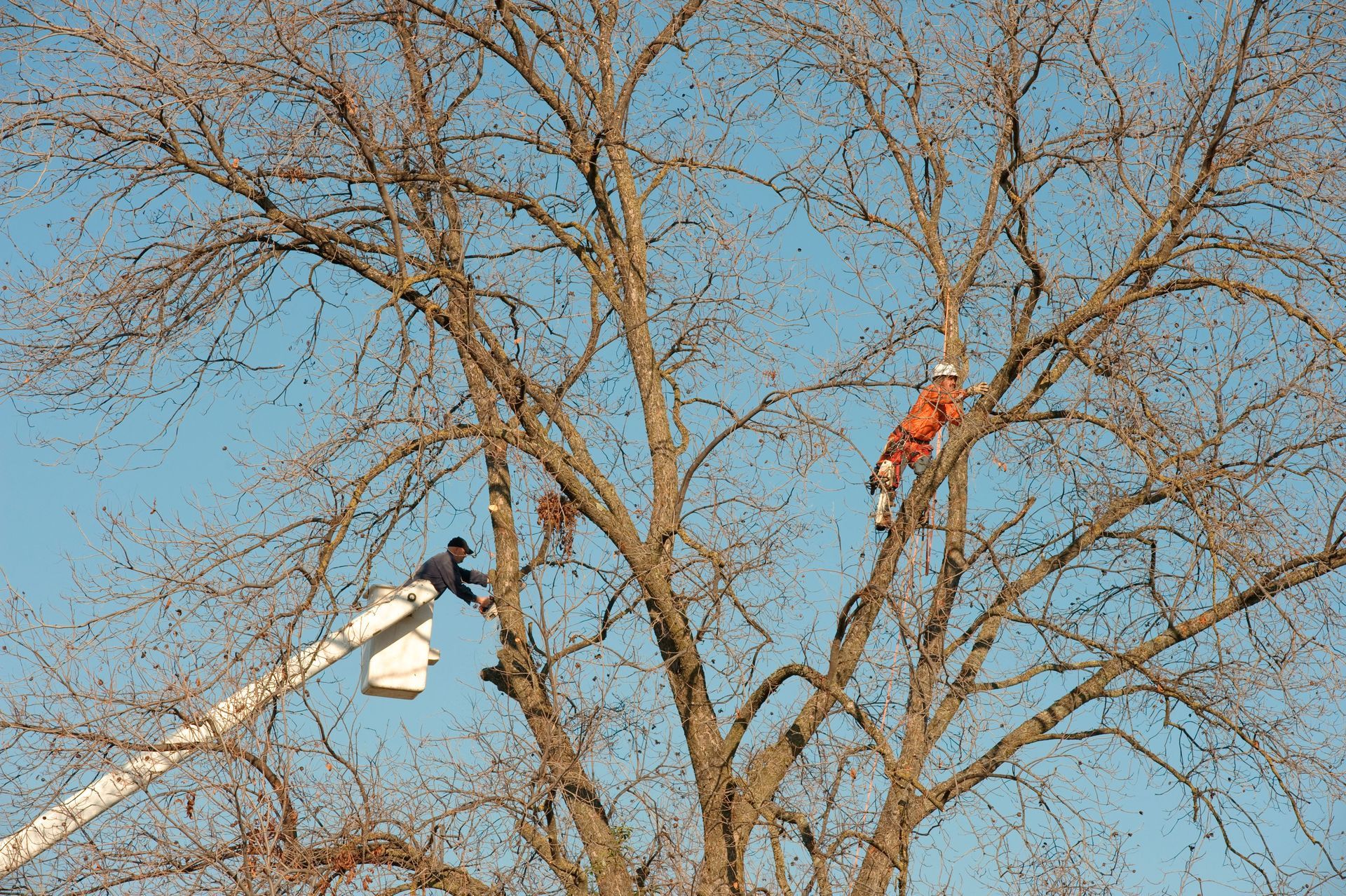 Two tree trimmers, one in a bucket truck and one in the tree, trimming branches. Blue sky.