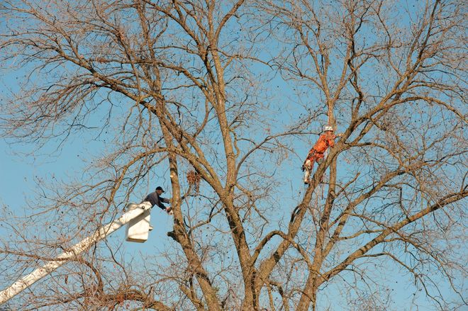 Two tree trimmers, one in a bucket truck and one in the tree, trimming branches. Blue sky.
