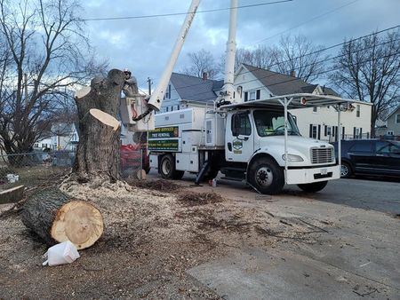 Tree removal truck cutting down a large tree in a residential street.