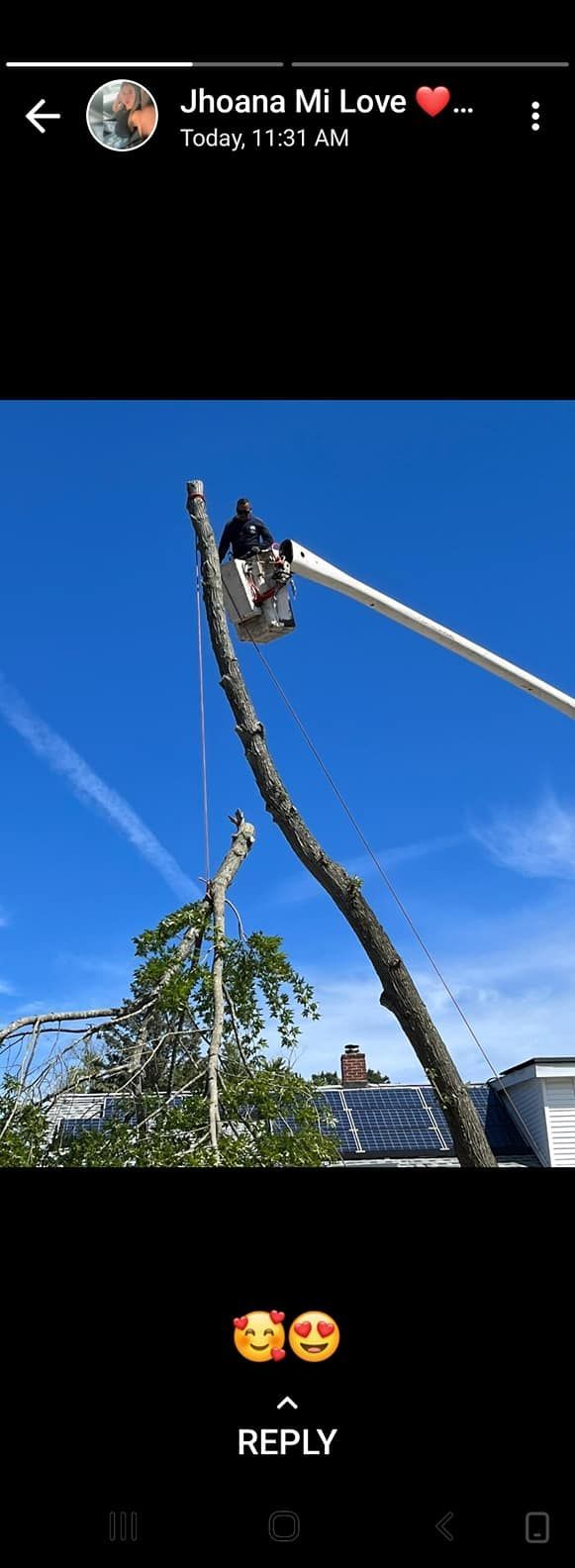 A person in a lift cutting a tree branch on a sunny day.