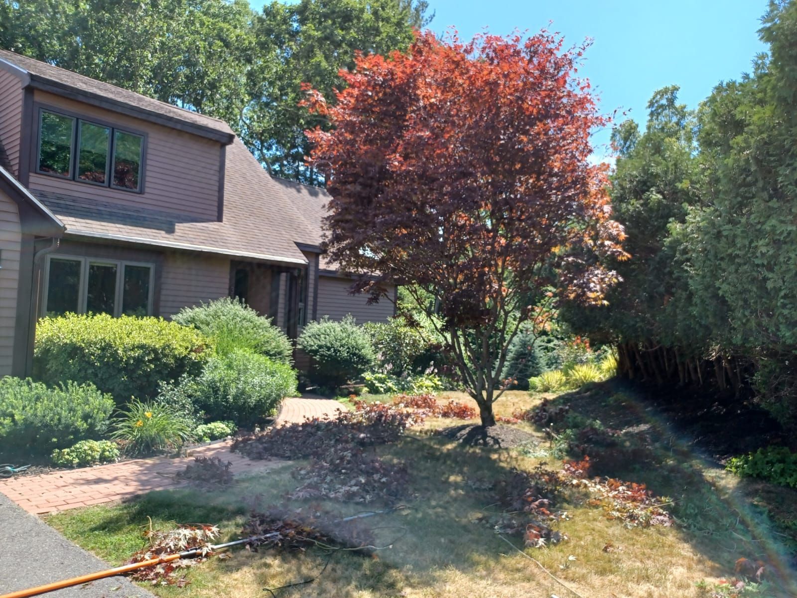 Beautiful trees and shrubs