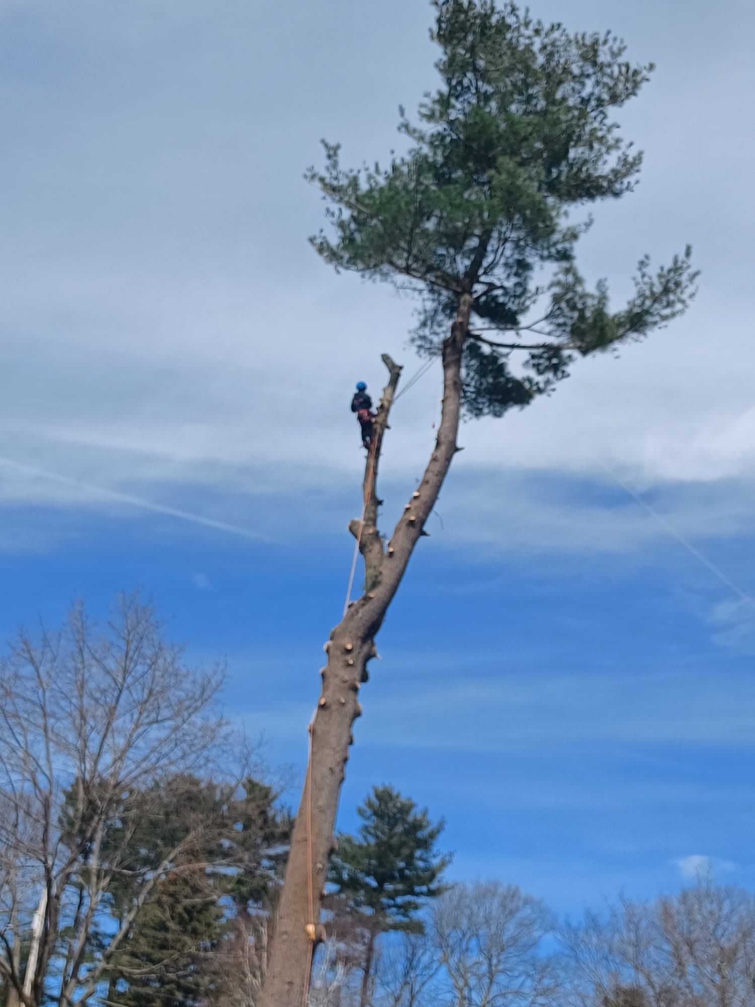 Tree trimming