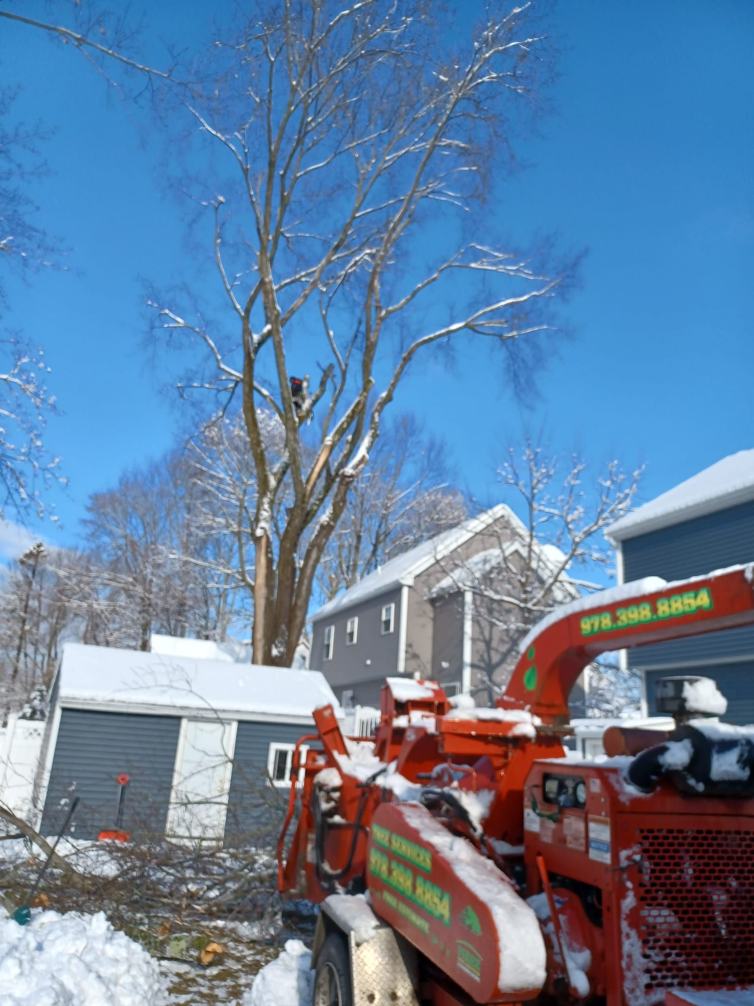 Tree service