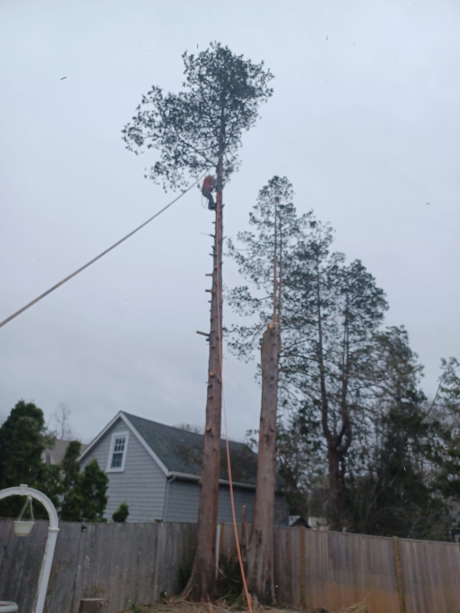 Tree service