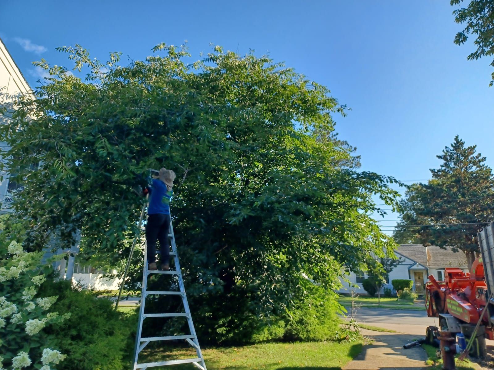 Tree trimming