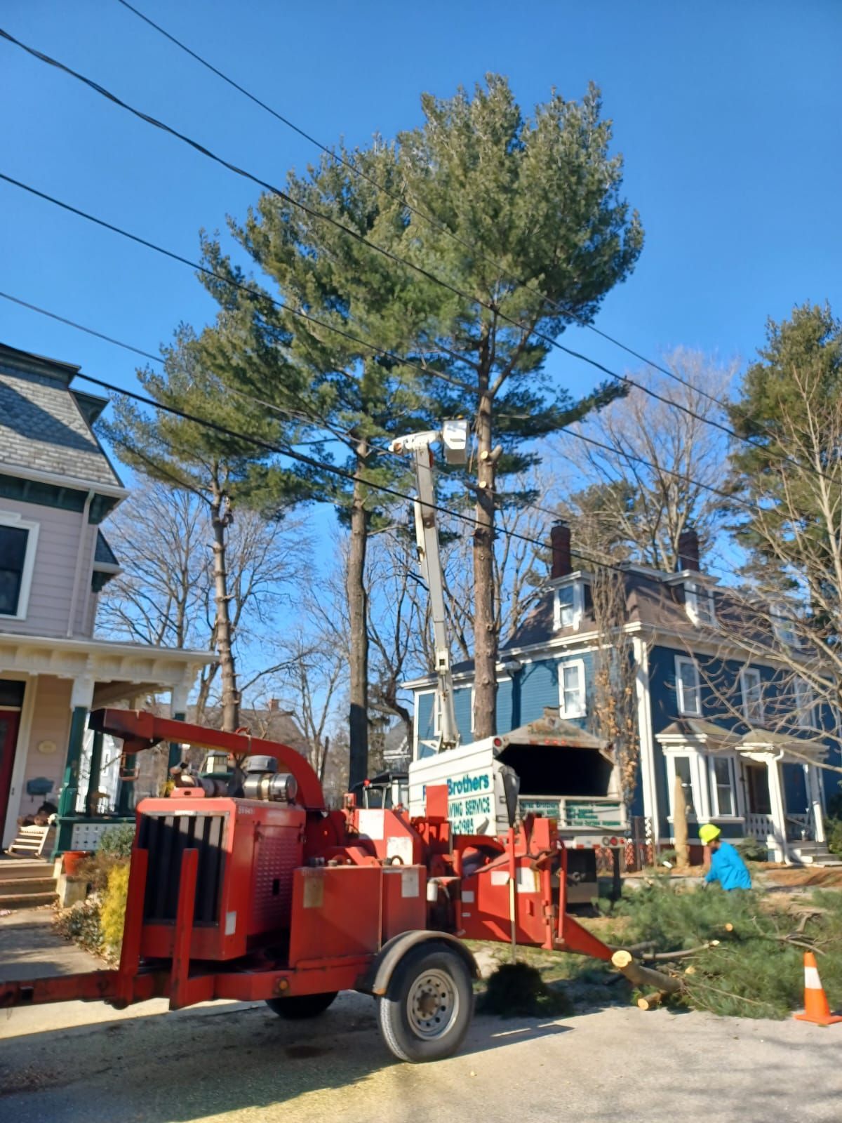 Tree service