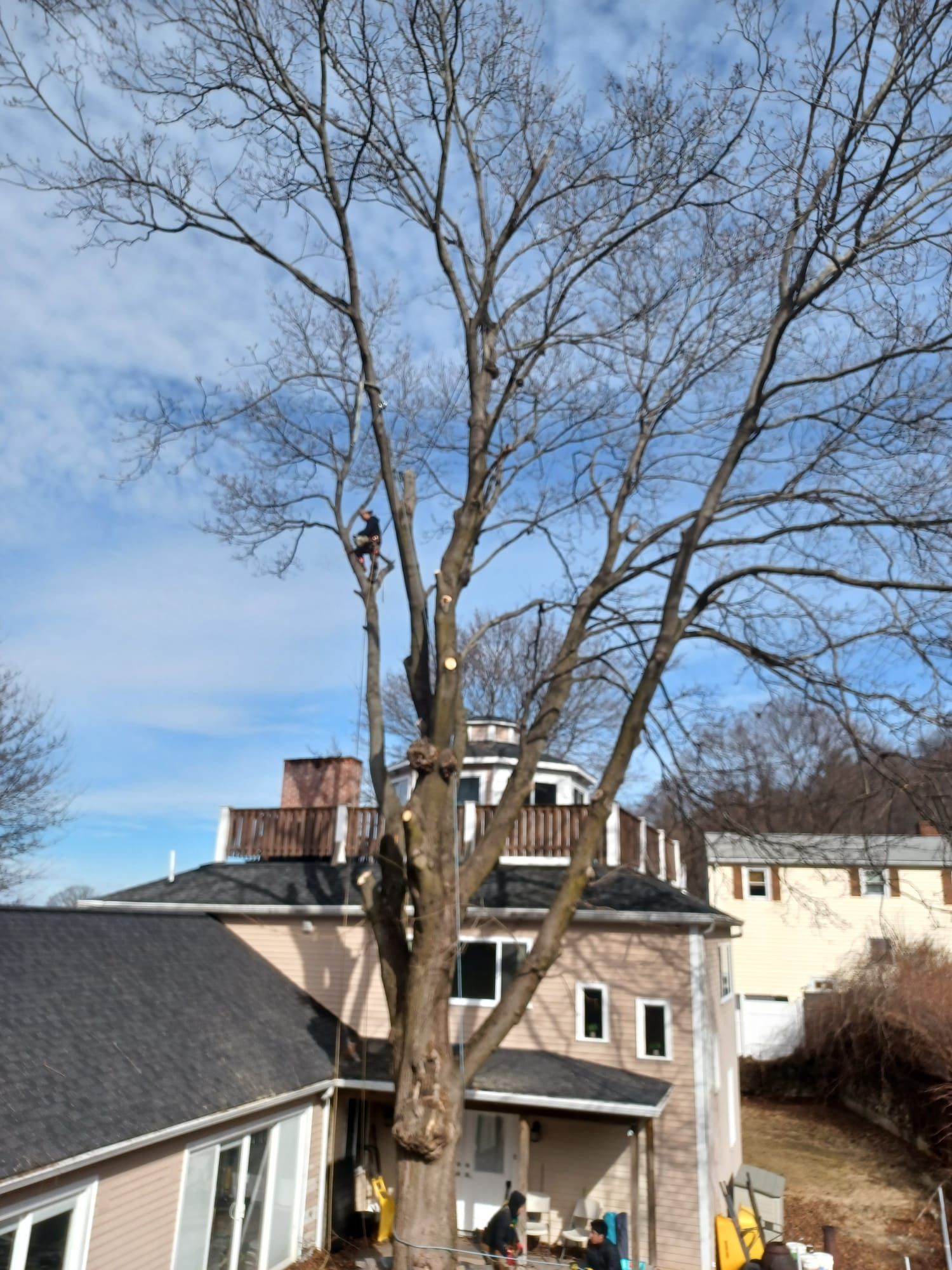 Tree service