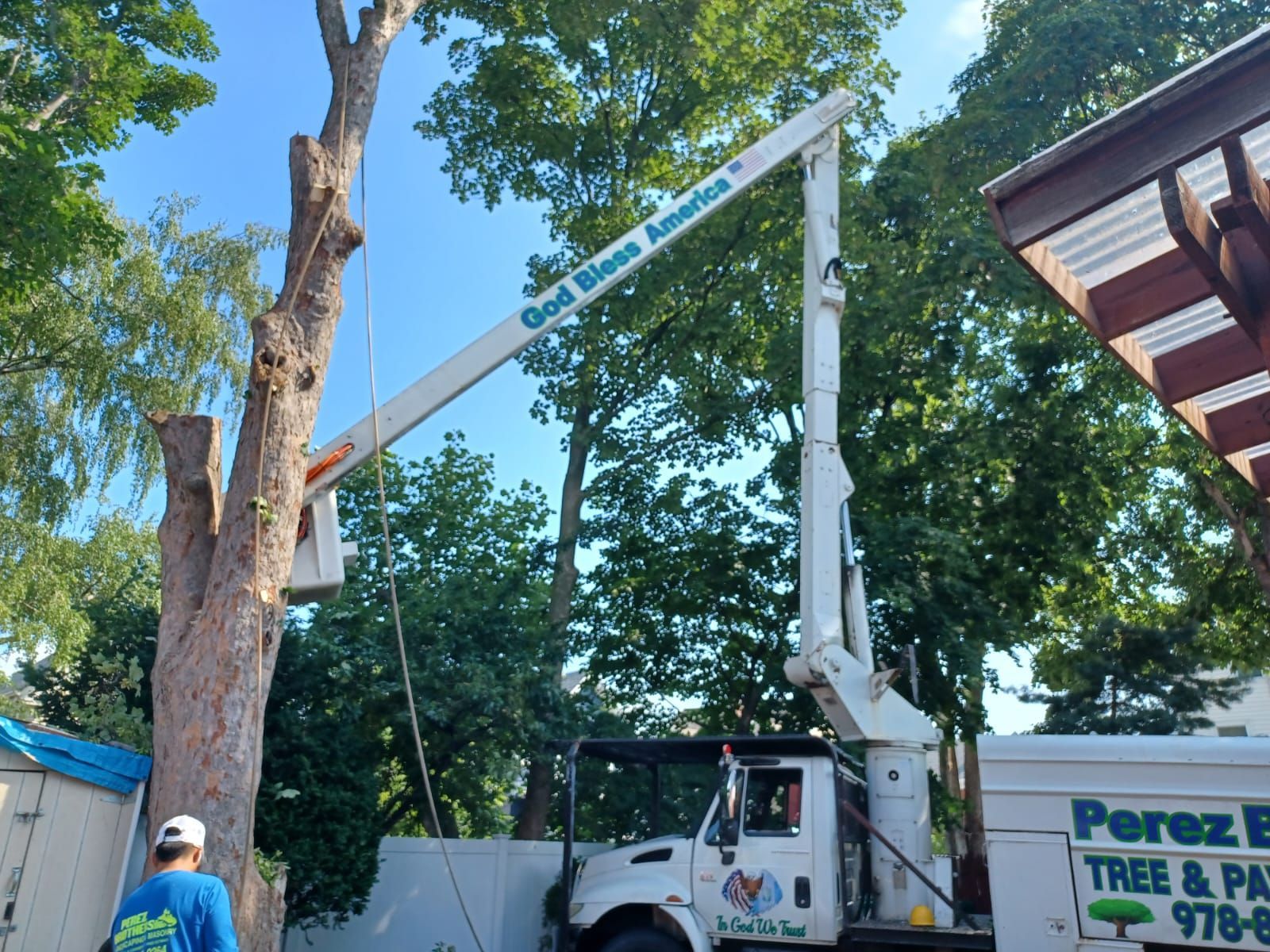 Tree service