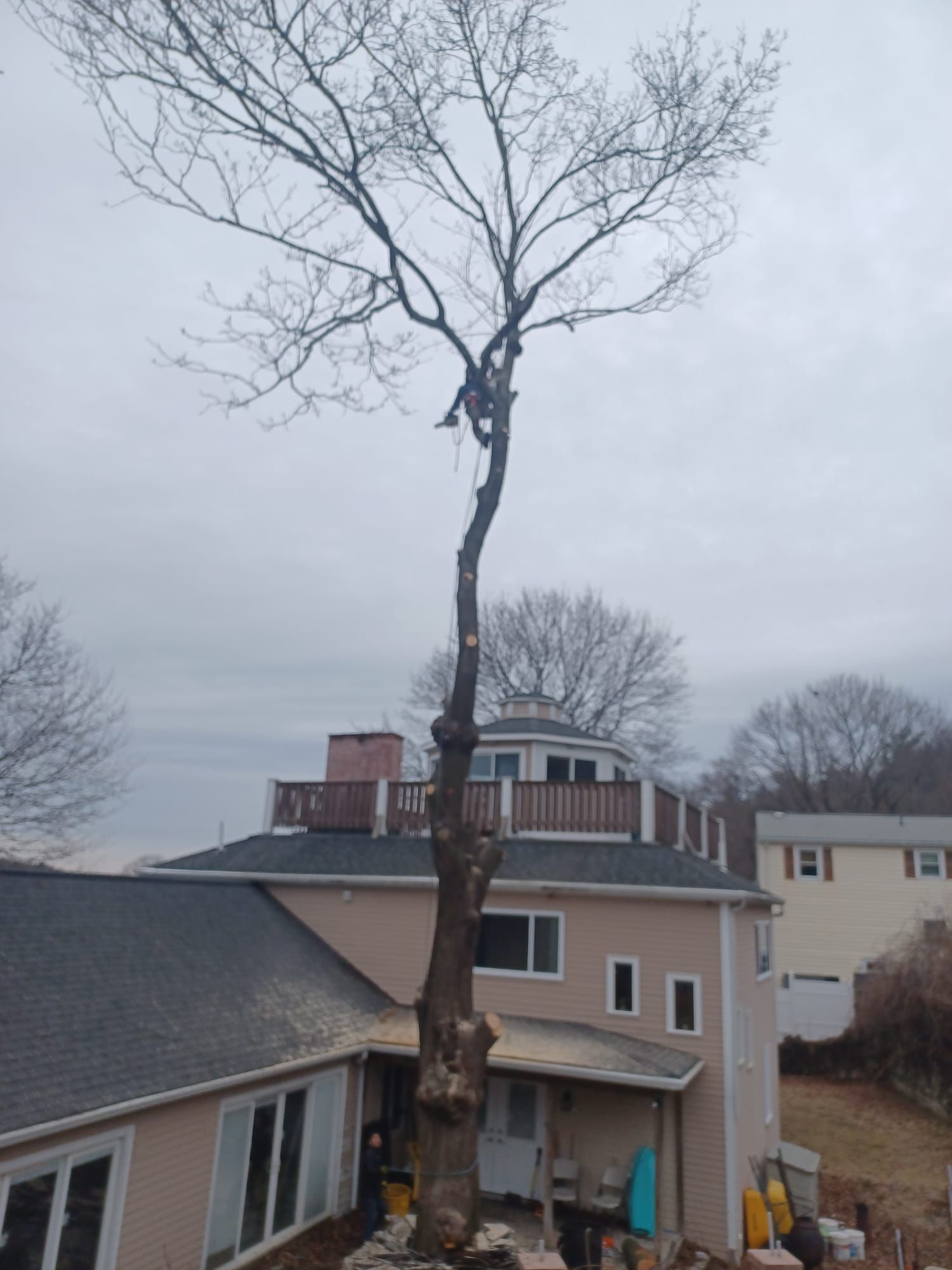 Tree service