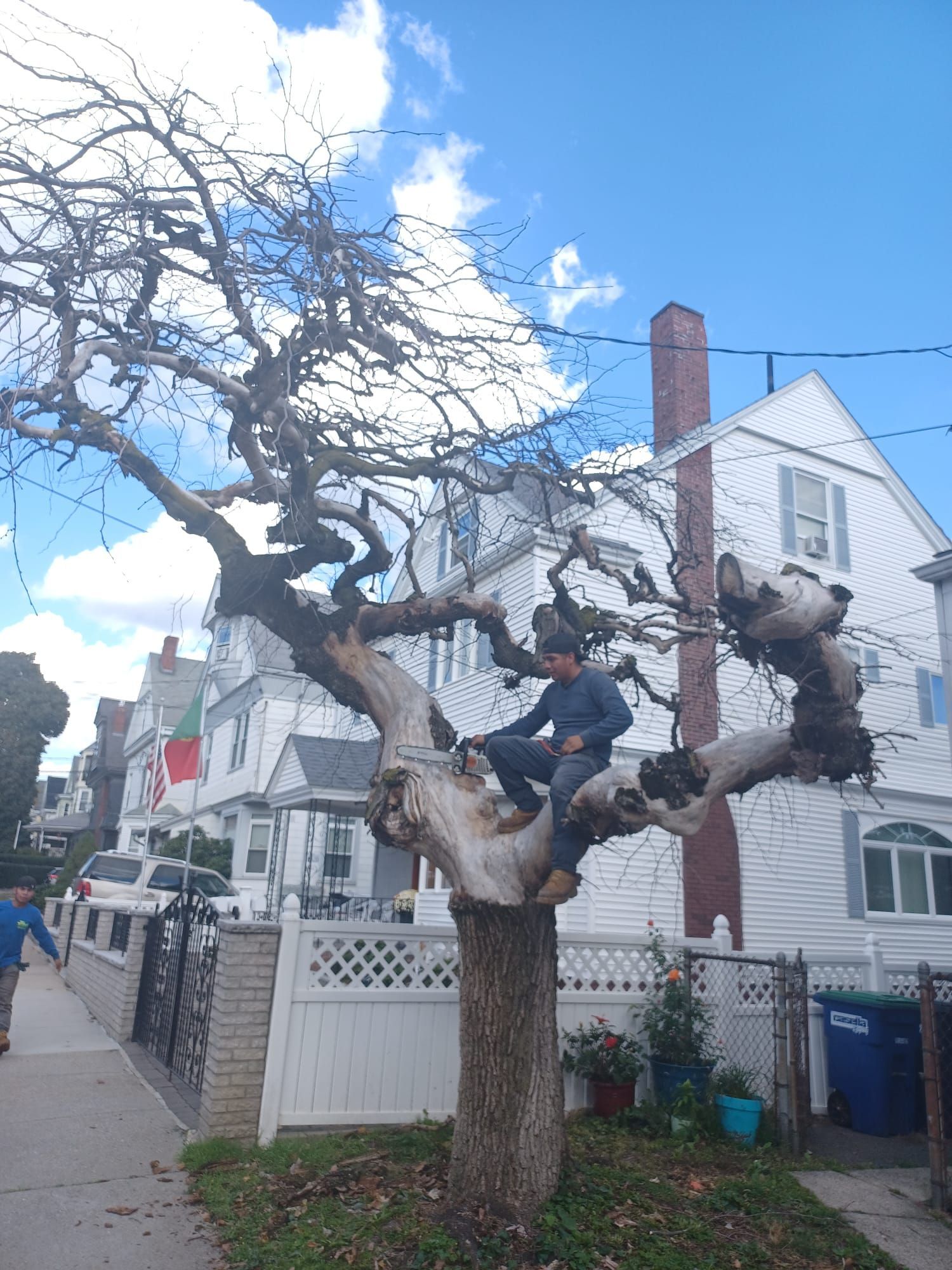 Tree service