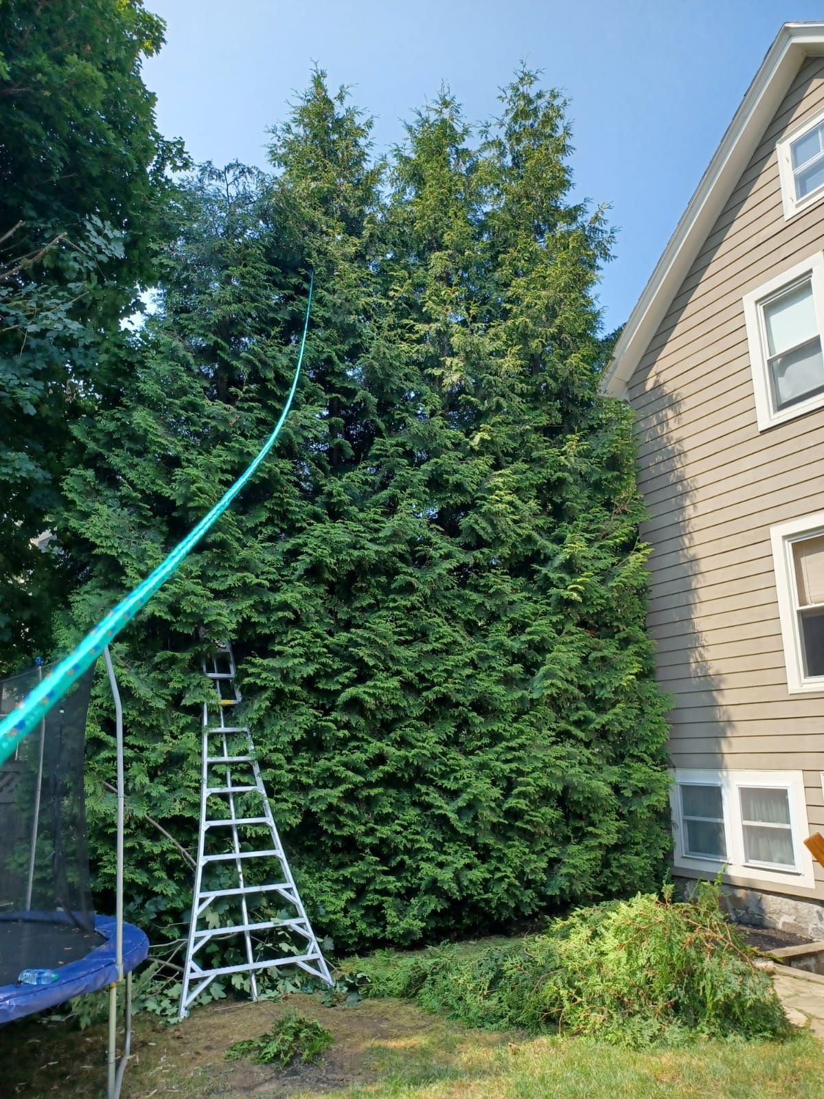 Tree service