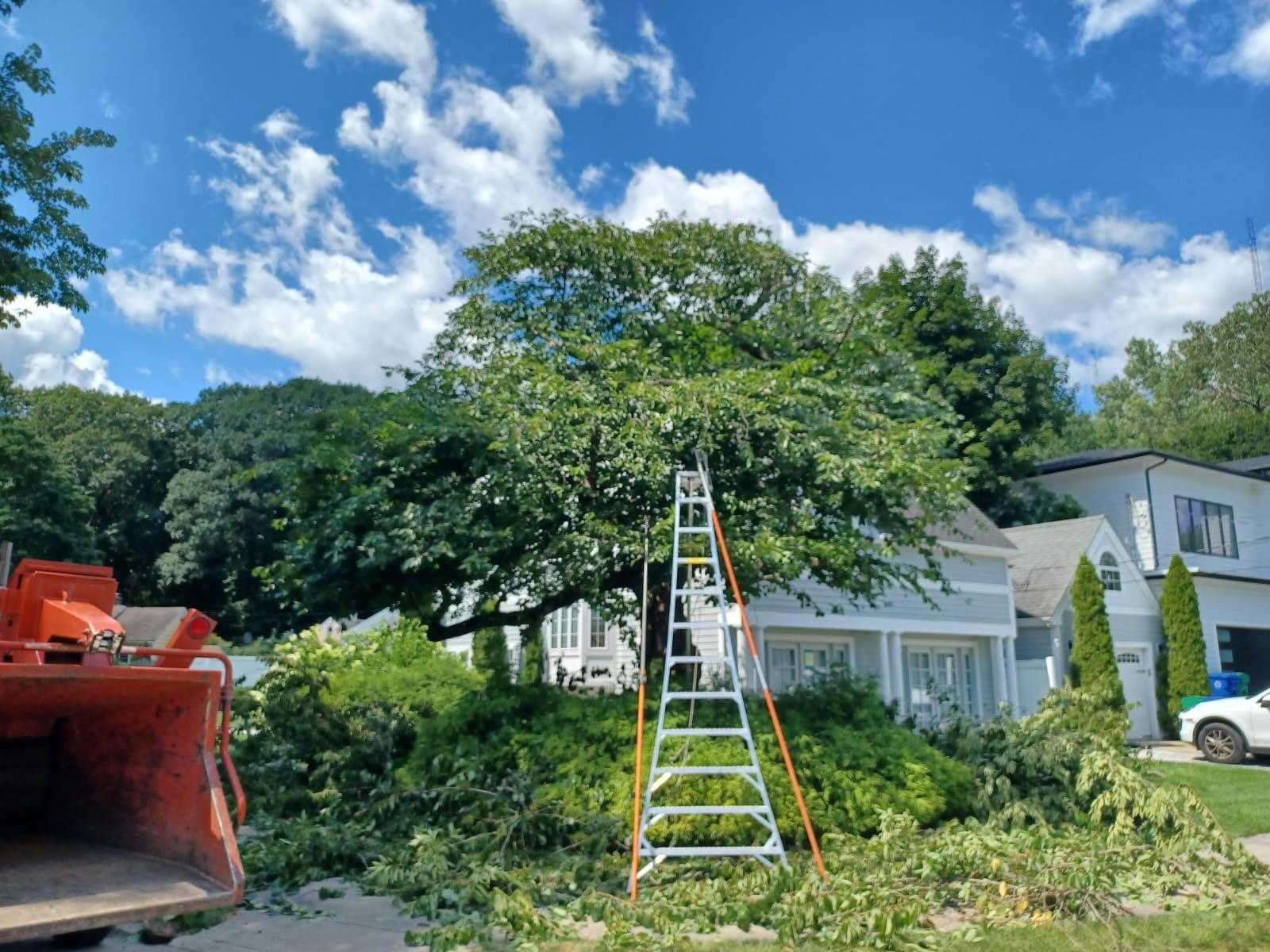Tree service