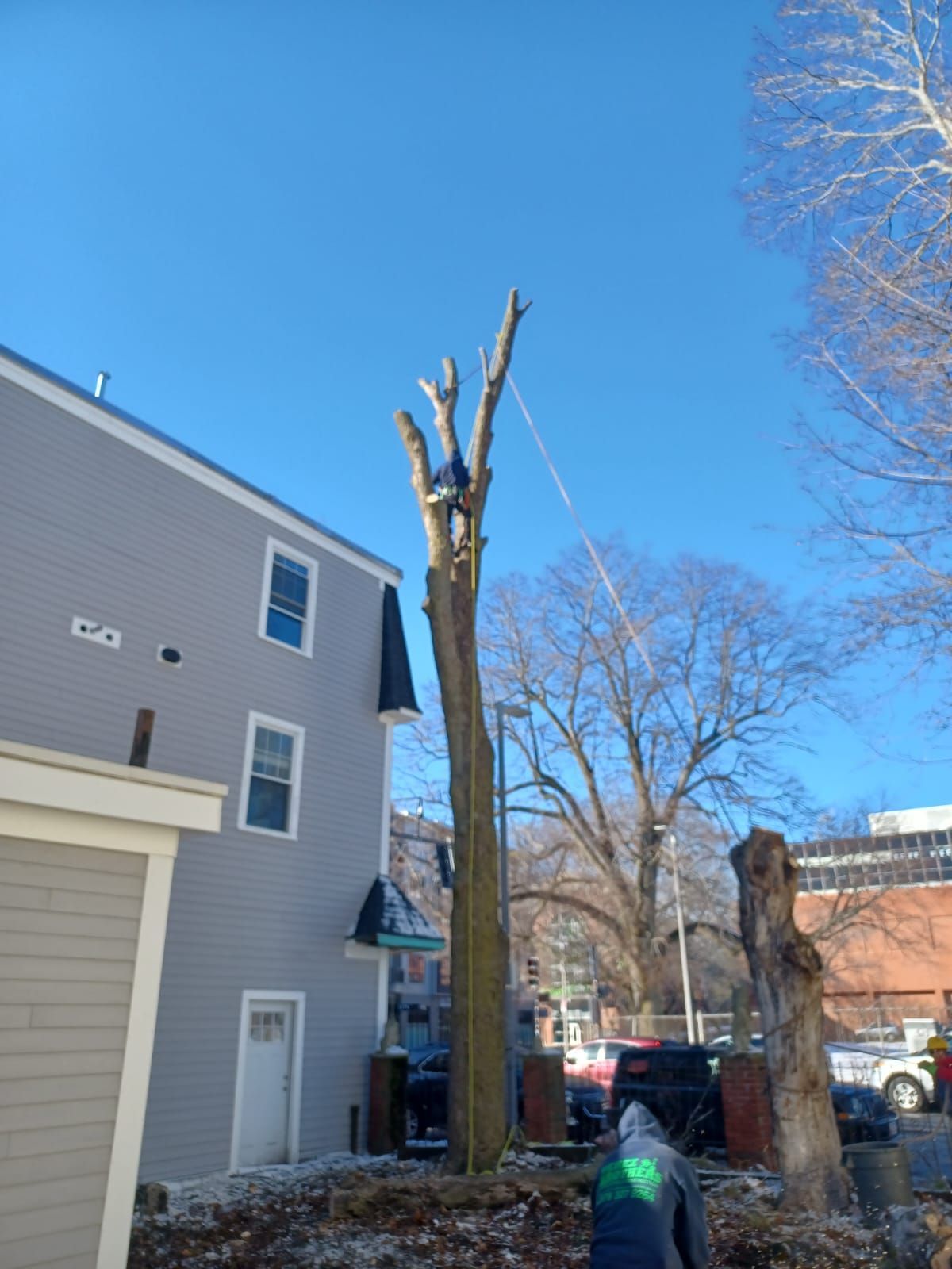Tree removal