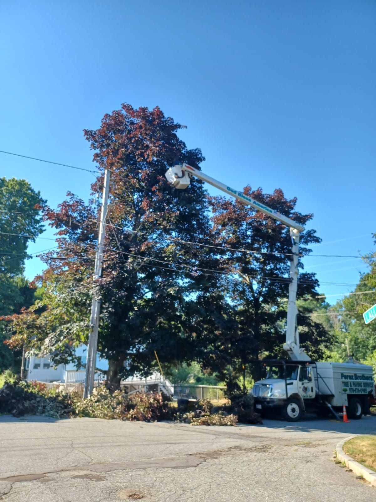 Tree service