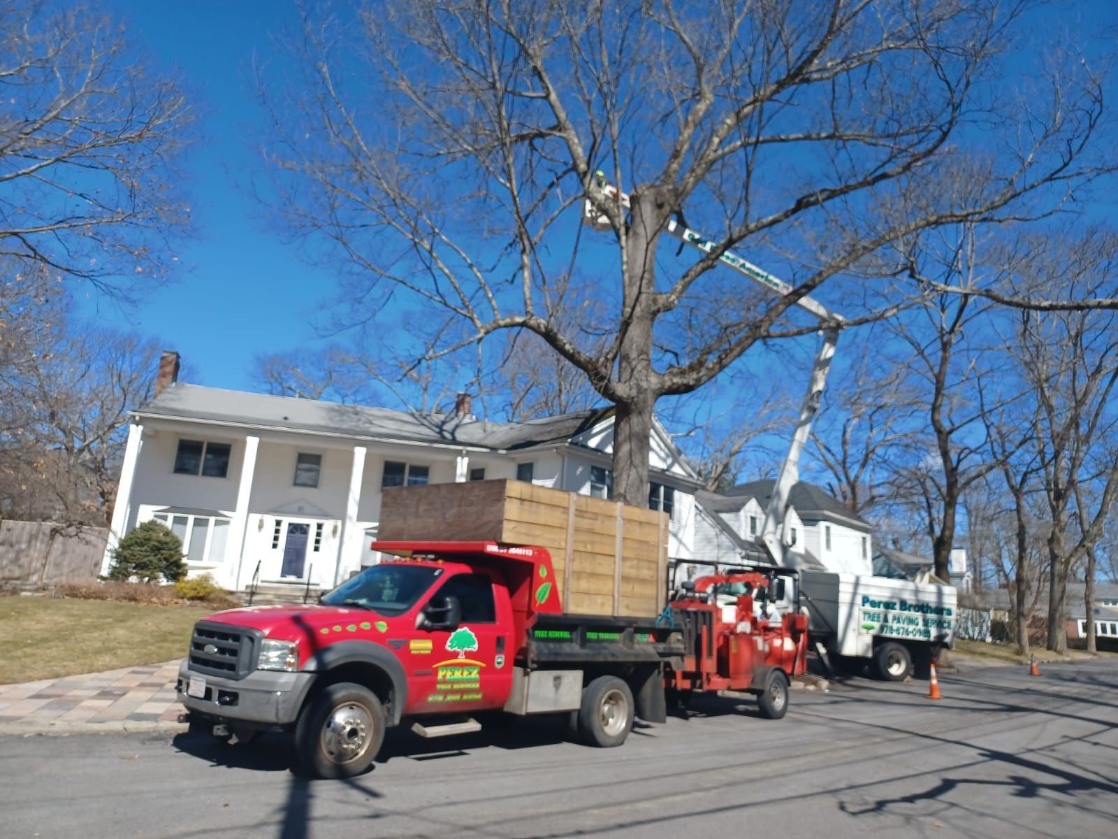 Tree service
