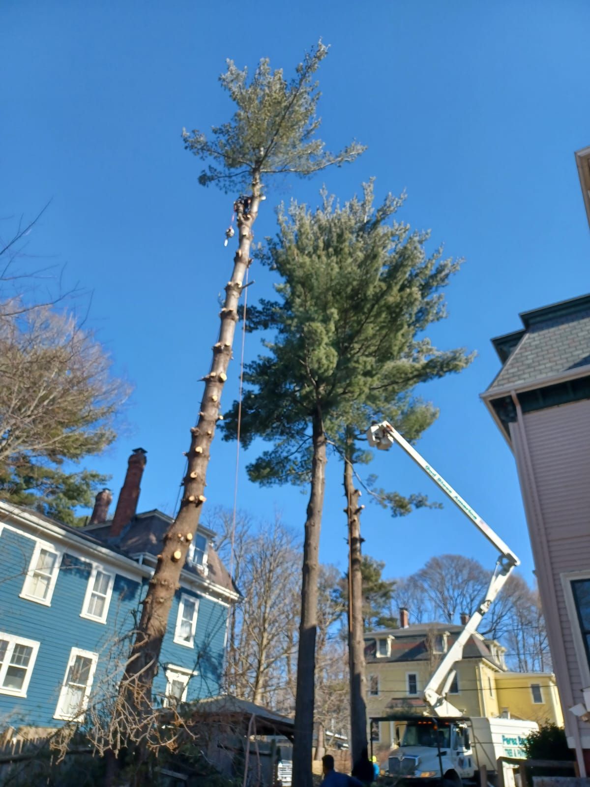 Tree service