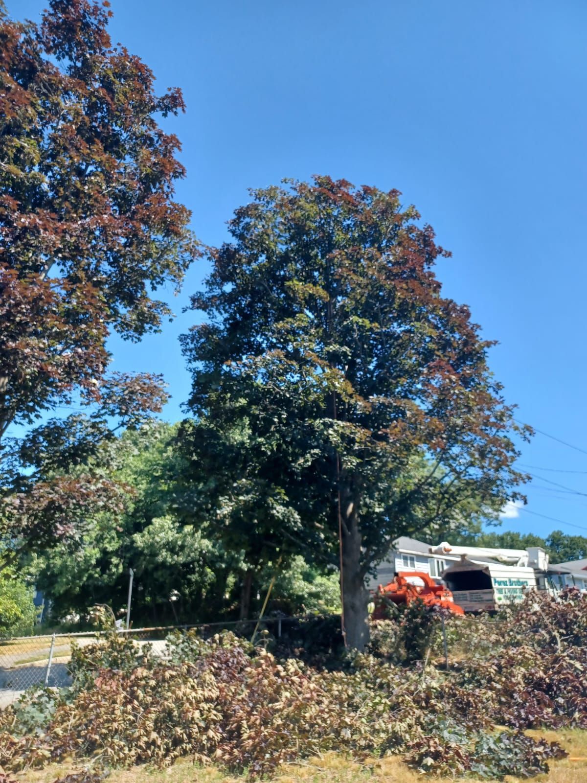 Tree service