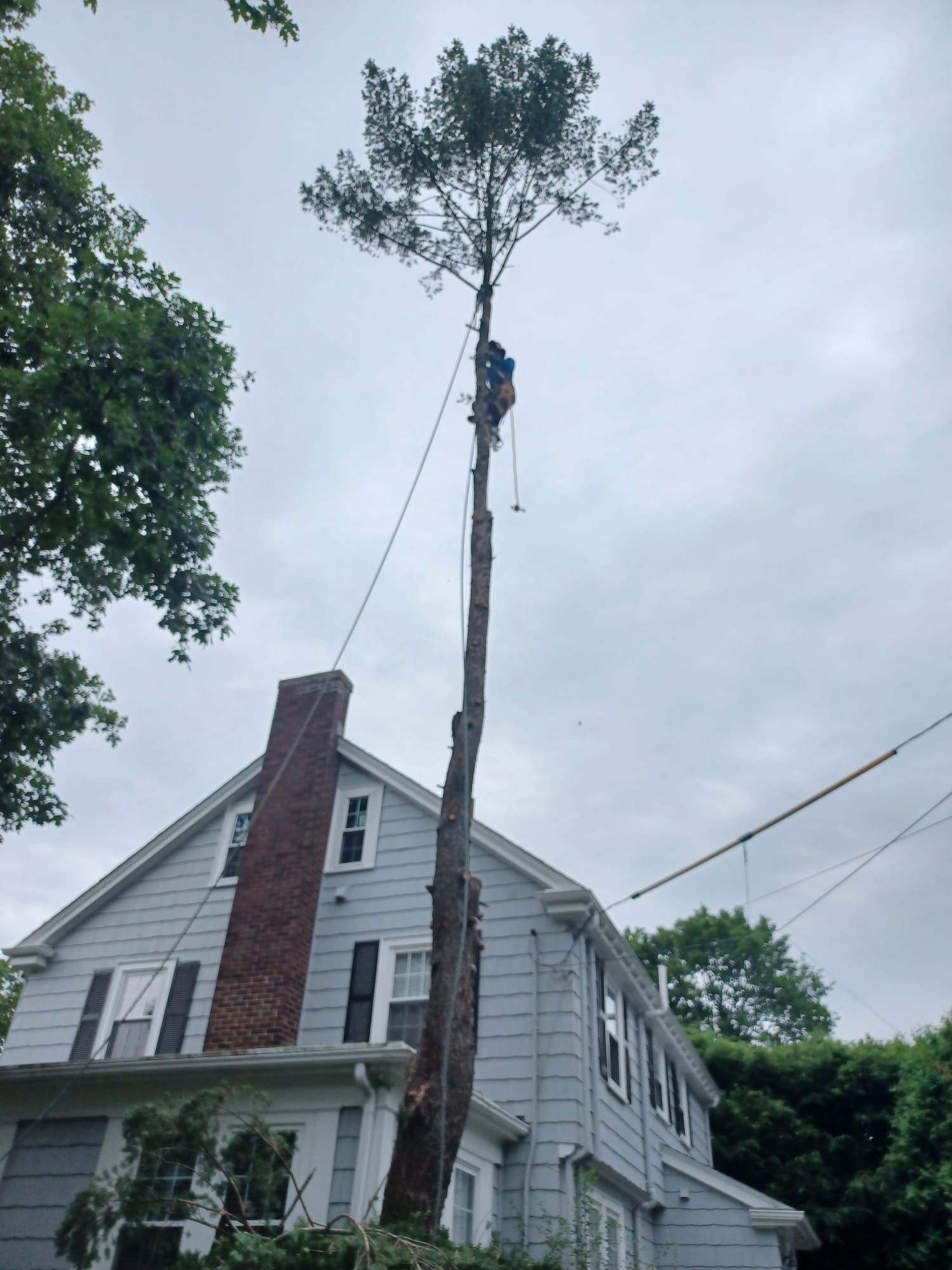 Tree service