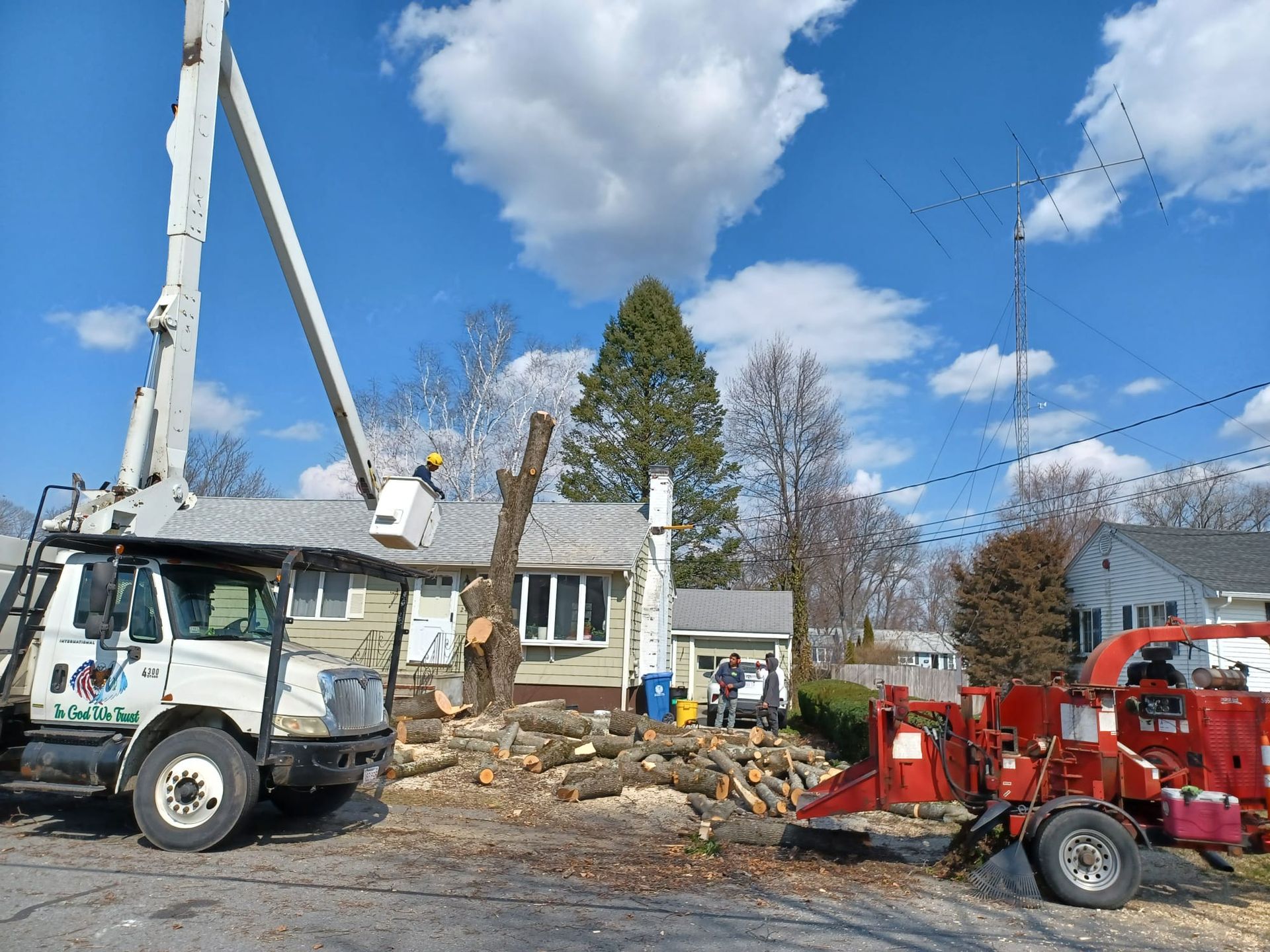 Tree removal