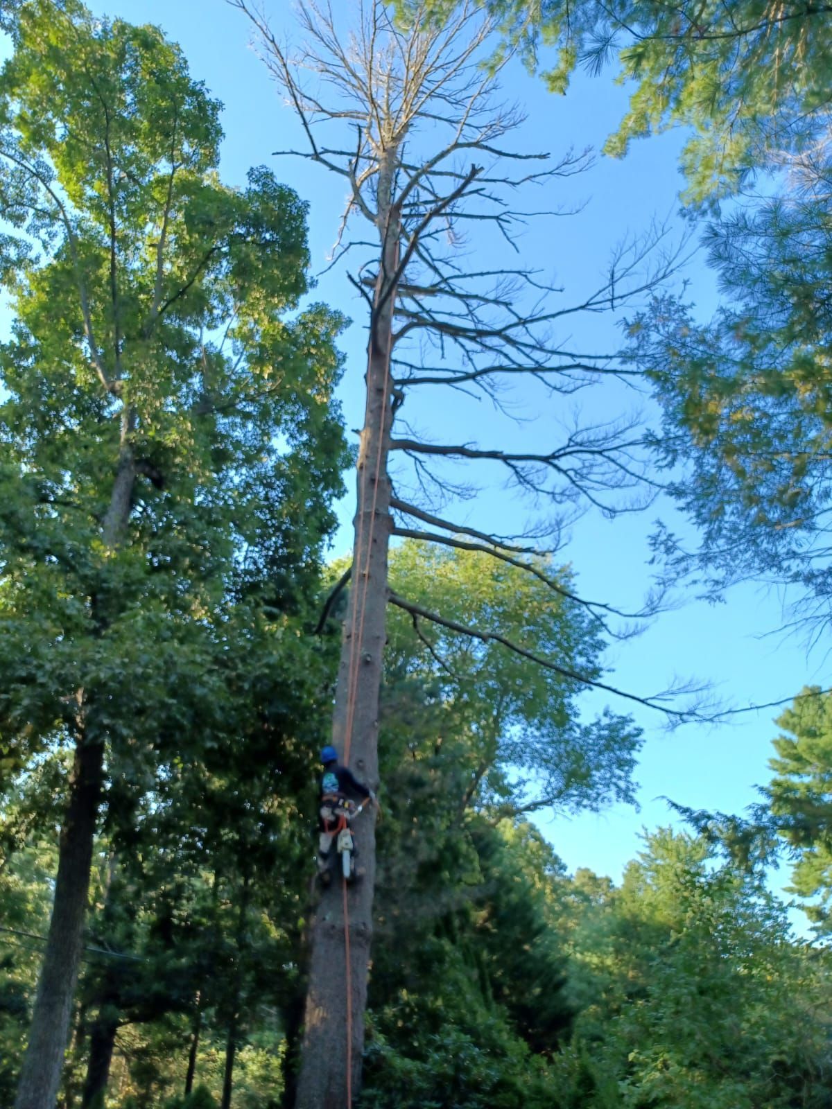 Tree service