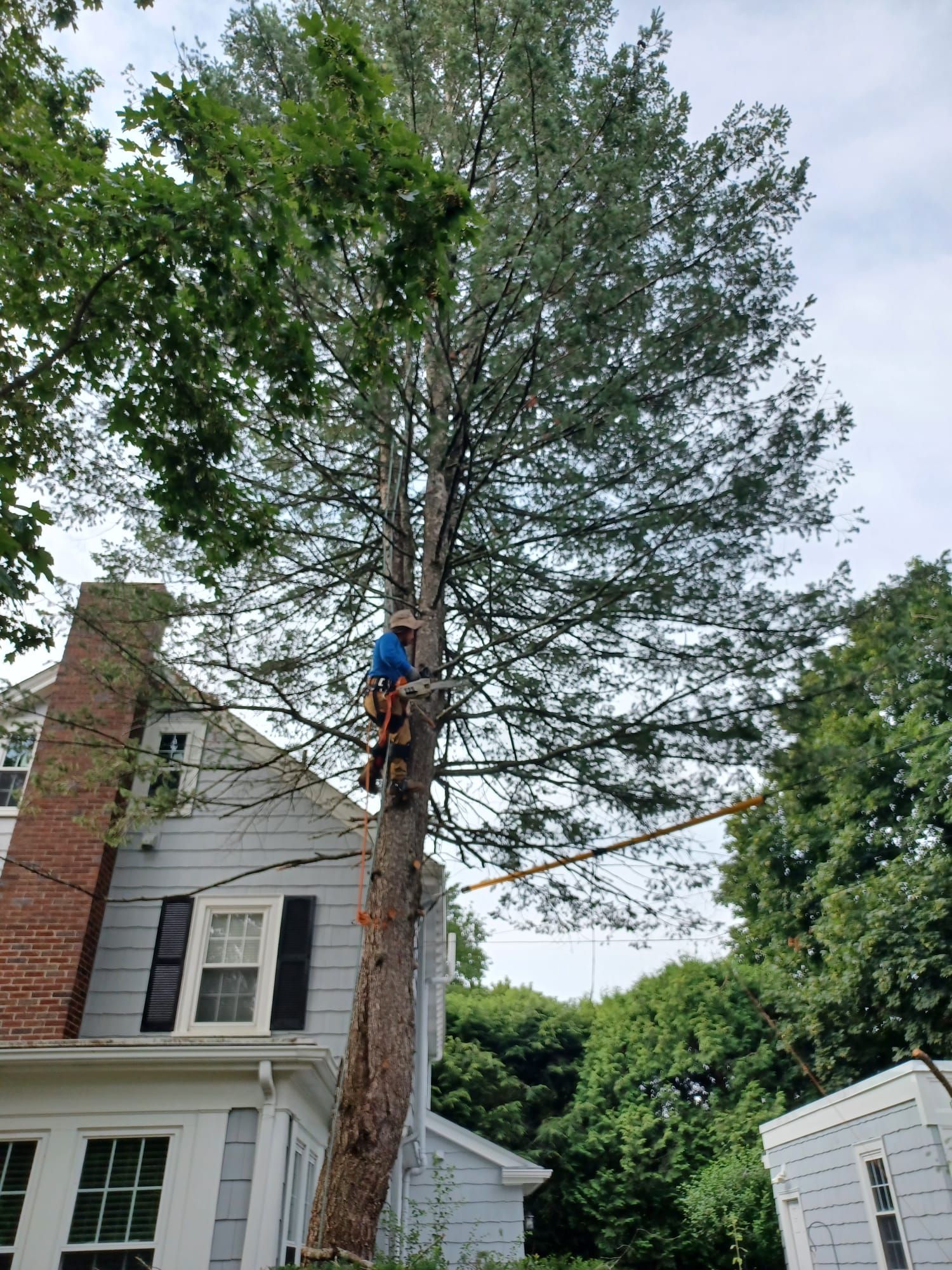 Tree service