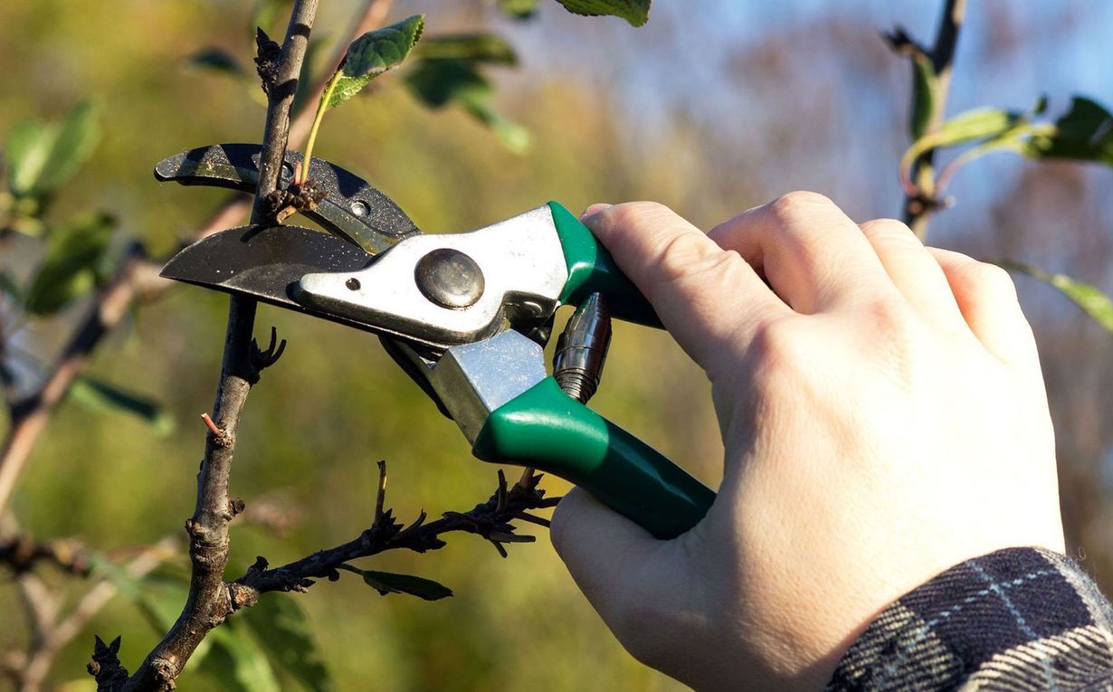 Hand pruning shears cutting a thorny branch outdoors